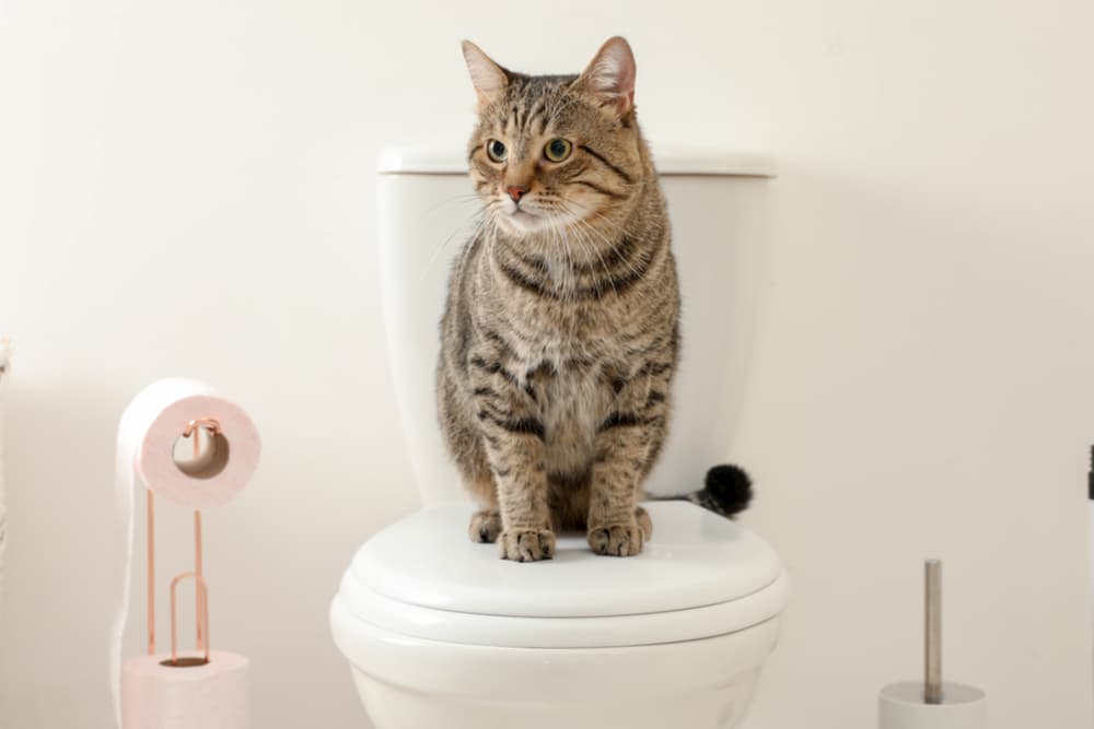 Cat sitting on top of toilet