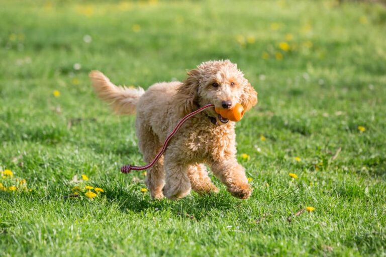 The Most Active Dog Breeds To Explore With | Great Pet Care