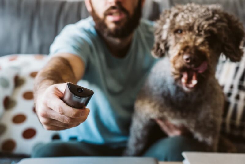 9 Easy Ways to Enrich Your Dog’s Life Great Pet Care