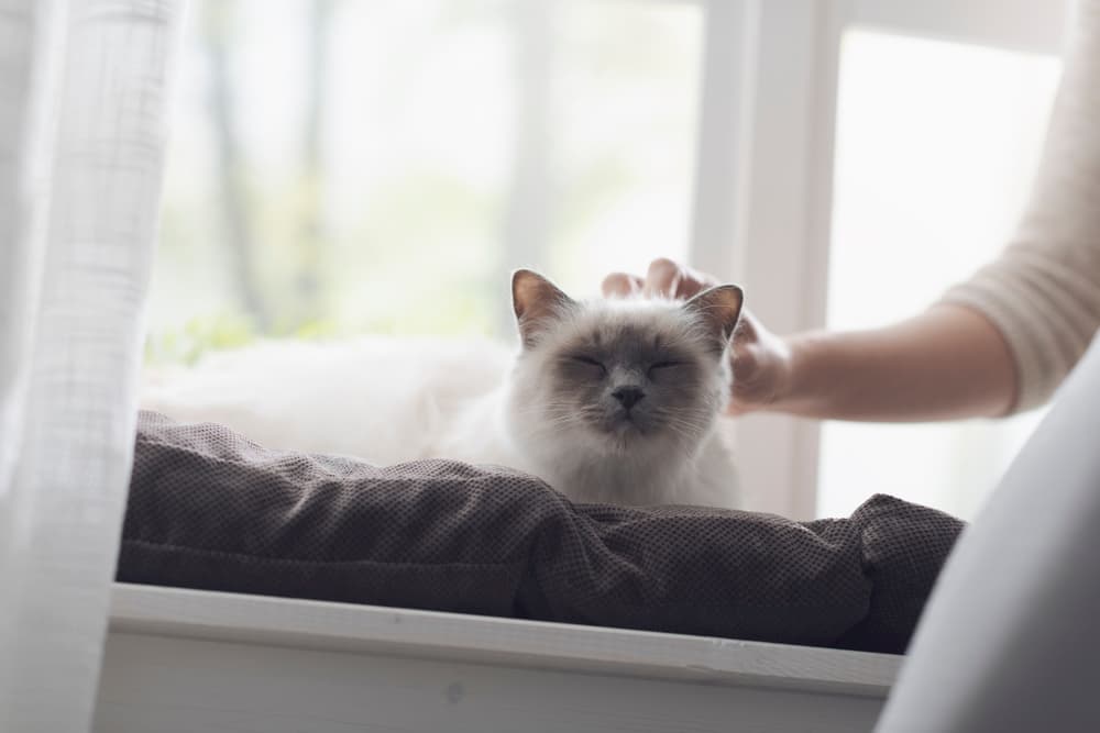 Owner petting cat and saying goodbye