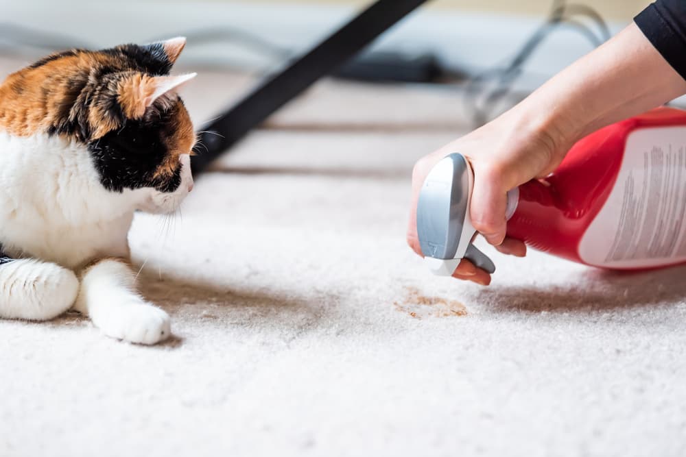 Cat next to woman cleaning cat pee on carpet