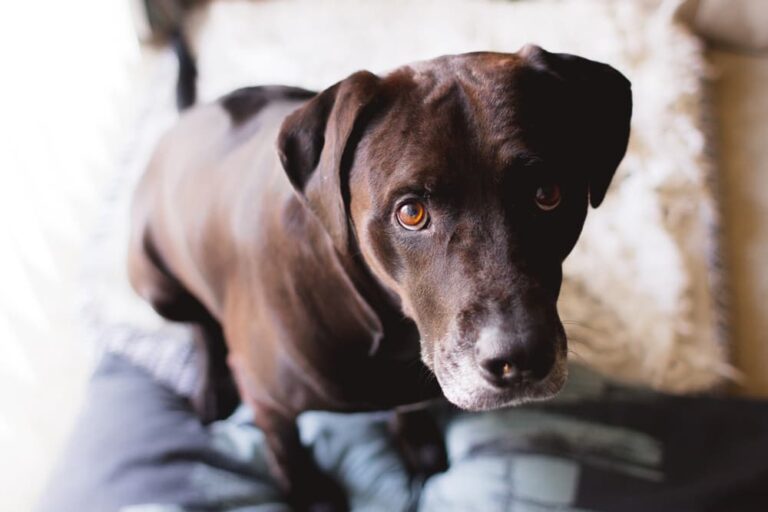 Concerned dog looking at pet owner