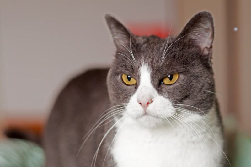 How to Clean Cat Pee Steps to Take Great Pet Care