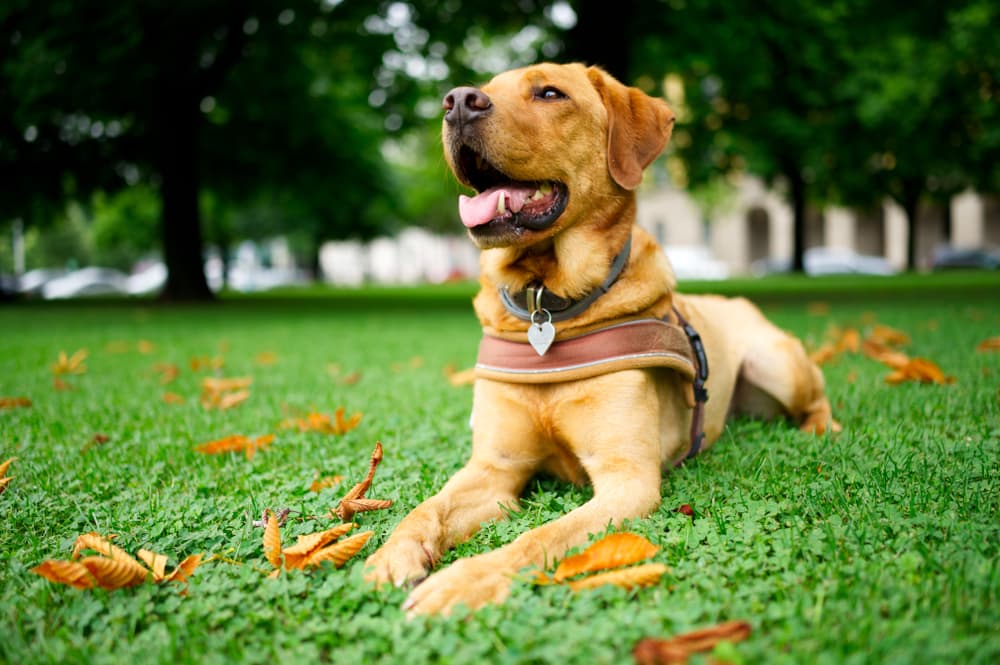 Dog lying in grass with harness on