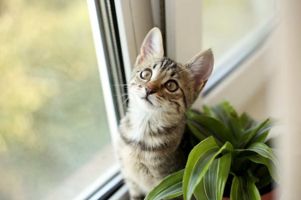 Cat up high on a window sill next to a plant