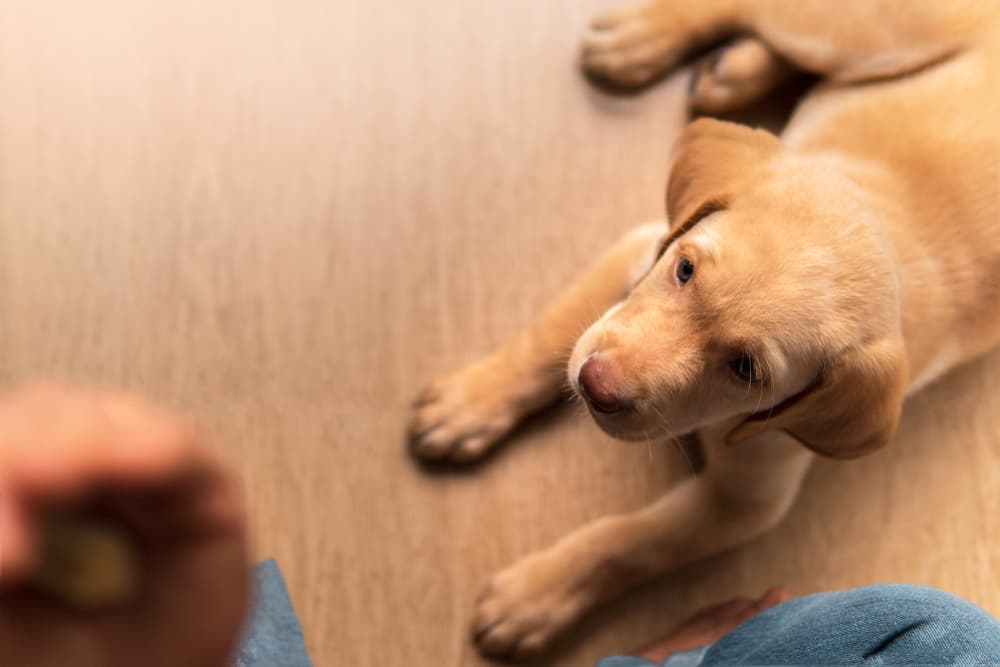 Dog looking up at owner looking for treat