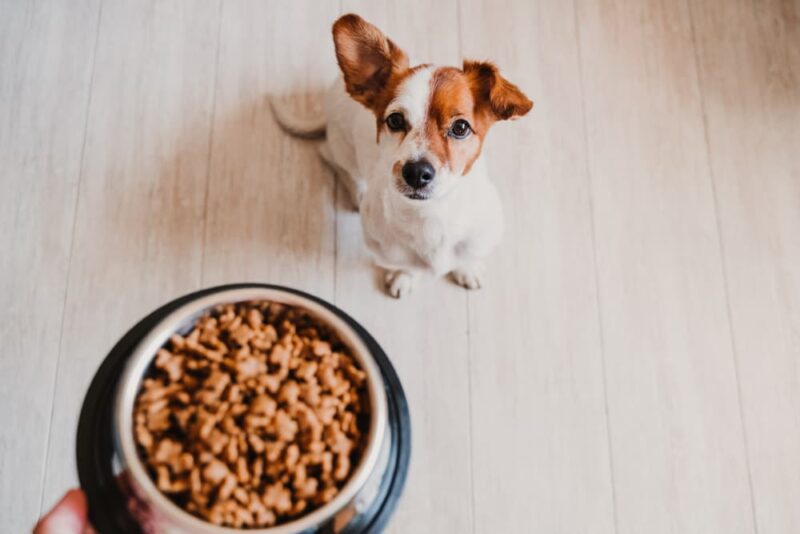 7 Mistakes to Avoid When Storing Dog Food Great Pet Care