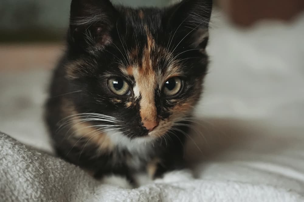 Cat sitting on a bed feeling scared