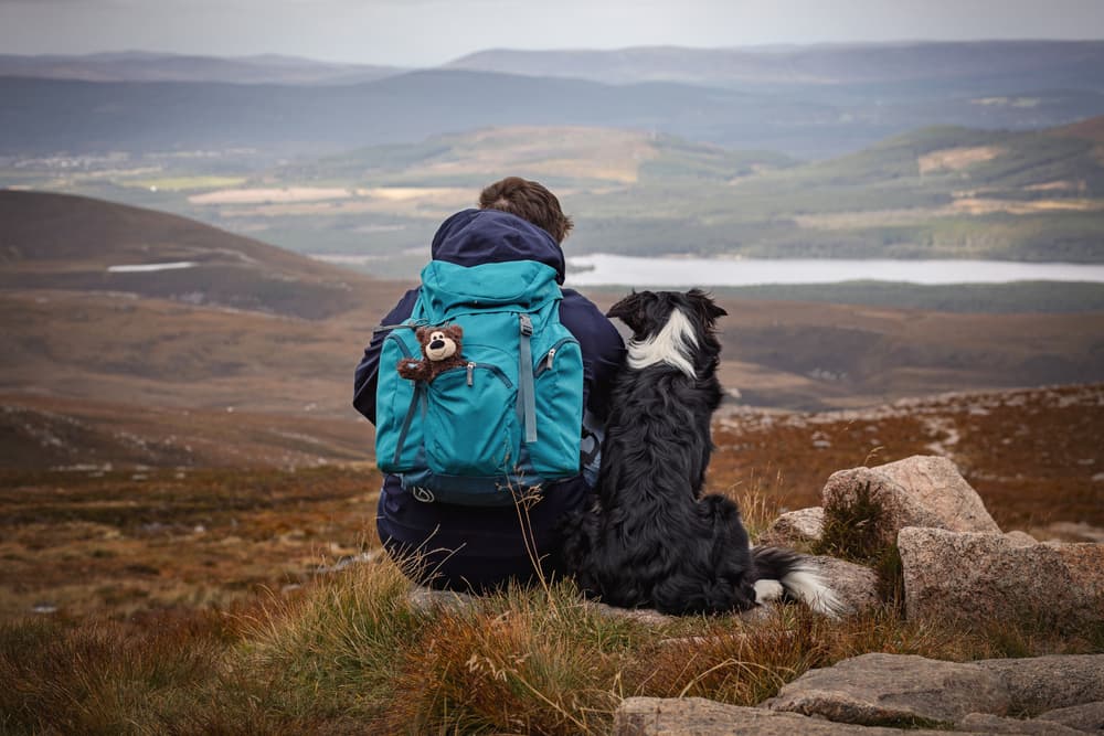 Border Collie and person hiking