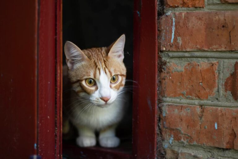 Anxious cat looking out the door