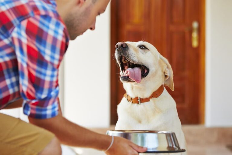 Olive Oil for Dogs Is It Safe? Great Pet Care