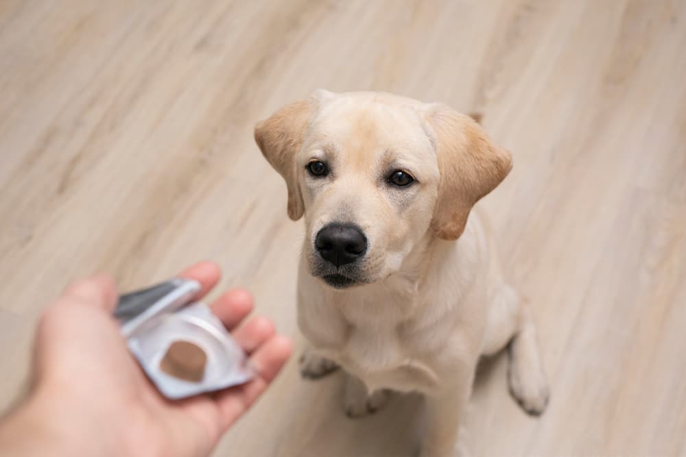 Dog at the vet getting flea and tick prevention in a chew