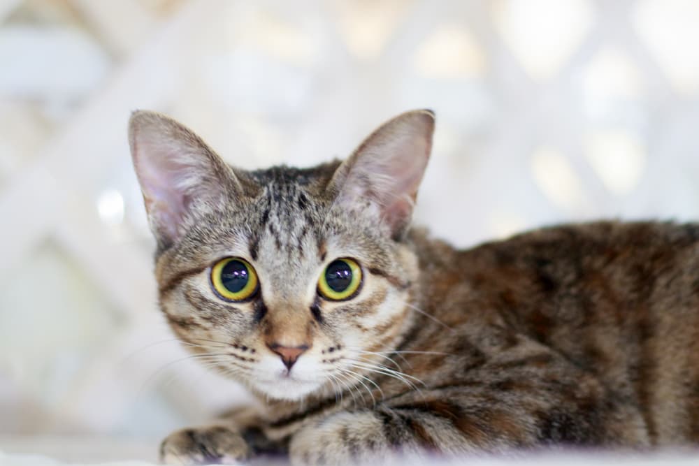 Anxious cat looking at camera