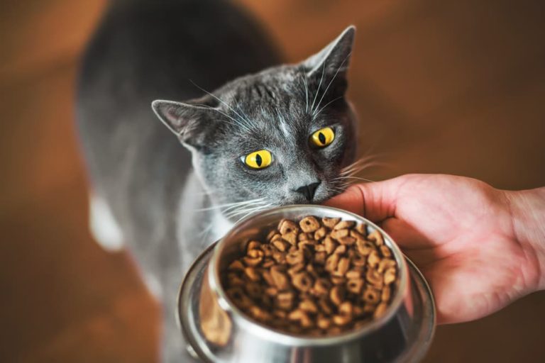 Cat getting food