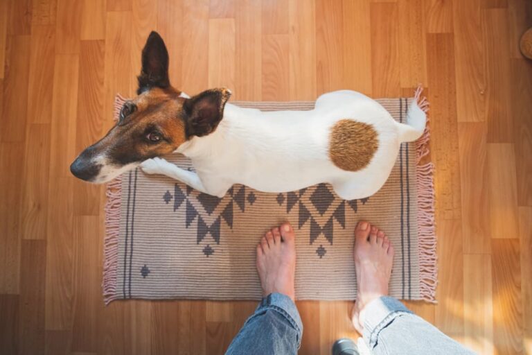 Dog looking up at owner on rug