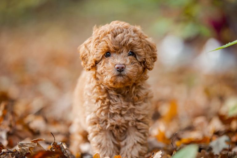 Cute dog puppy walking outside with beautiful fur