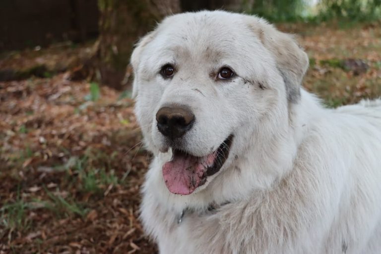 Dog covered in dirt after playing outside