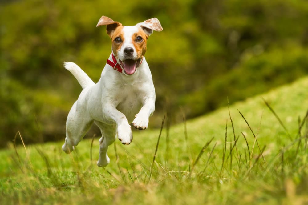 Russell Terrier running outdoors