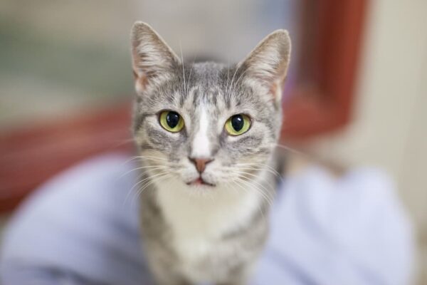 Picture of Feline Leukemia Vaccine (FeLV) for Cats | Great Pet Care