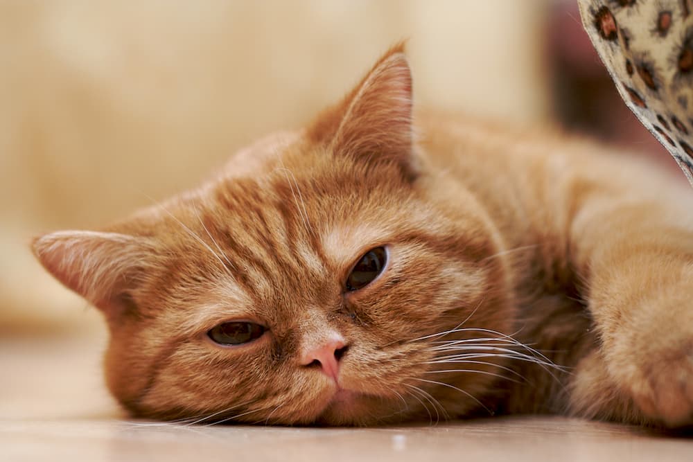 Lethargic cat laying on ground after ingesting lavender