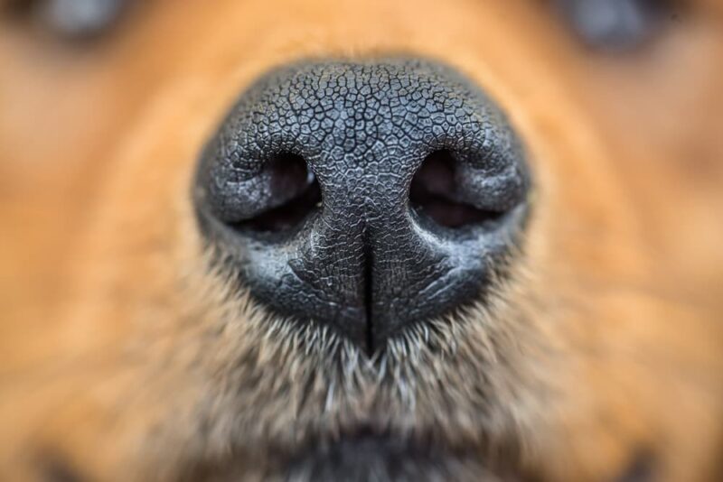 Why Do Dogs Sneeze? Great Pet Care