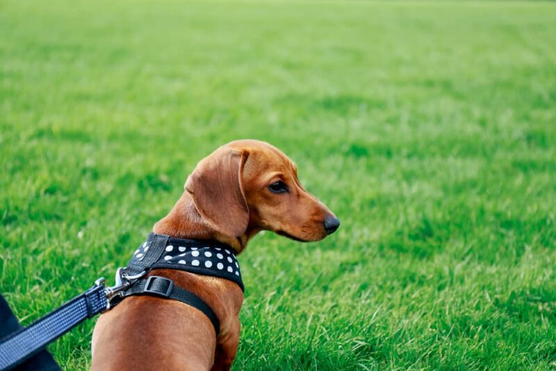 How to Put a Harness on a Dog Great Pet Care