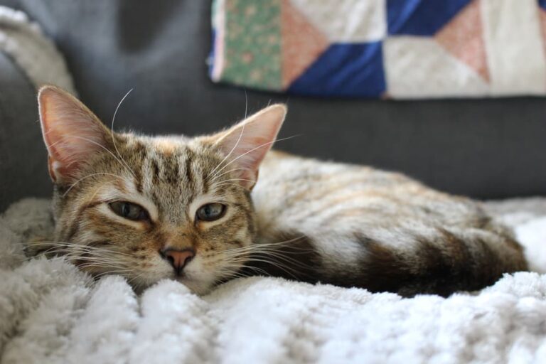 How to Clean Cat Pee Steps to Take Great Pet Care