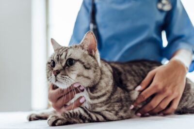 Is Lavender Safe for Cats? Great Pet Care