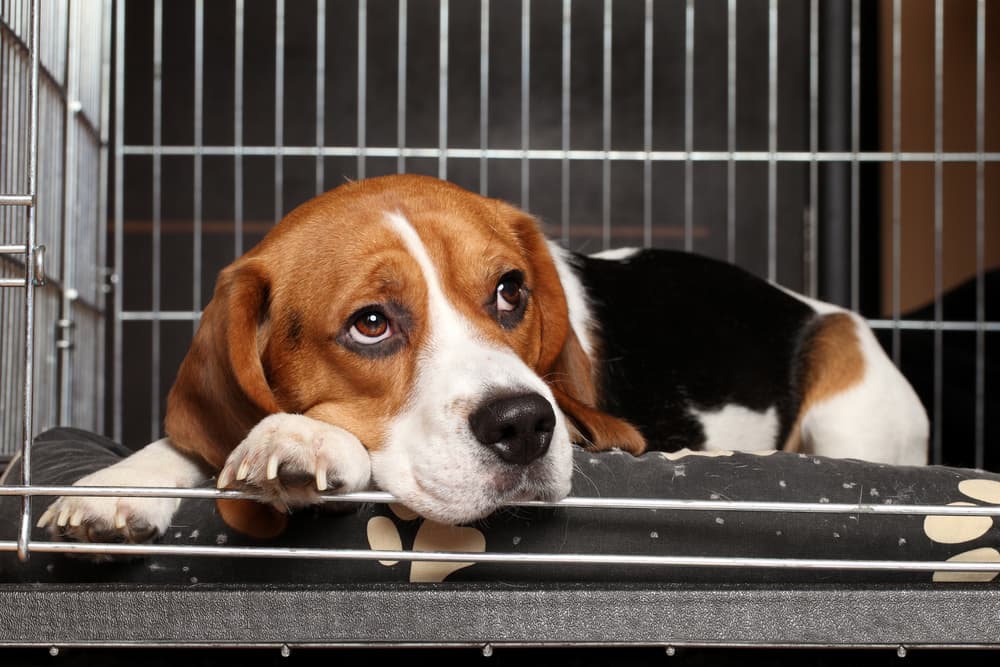 Dog rests in crate