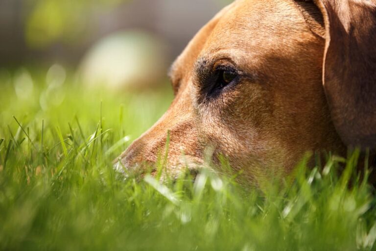 6 Dangers Of Skipping Heartworm Prevention For Dogs Great Pet Care