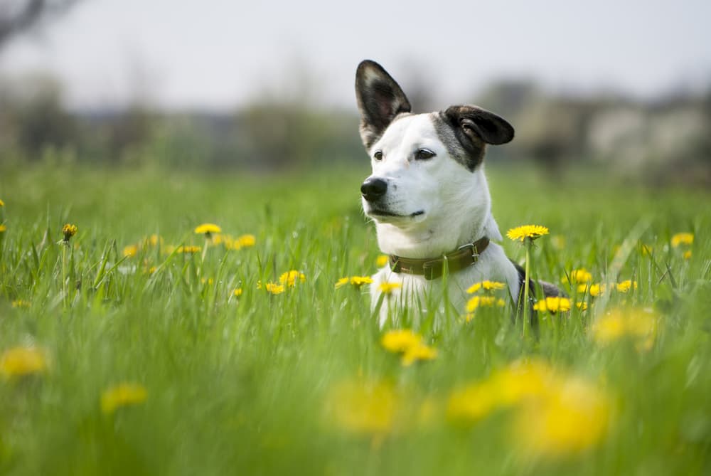 Histiocytoma in Dogs