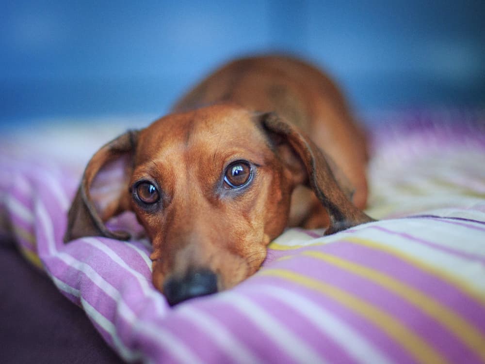 6 Causes Of Back Pain In Dogs Great Pet Care