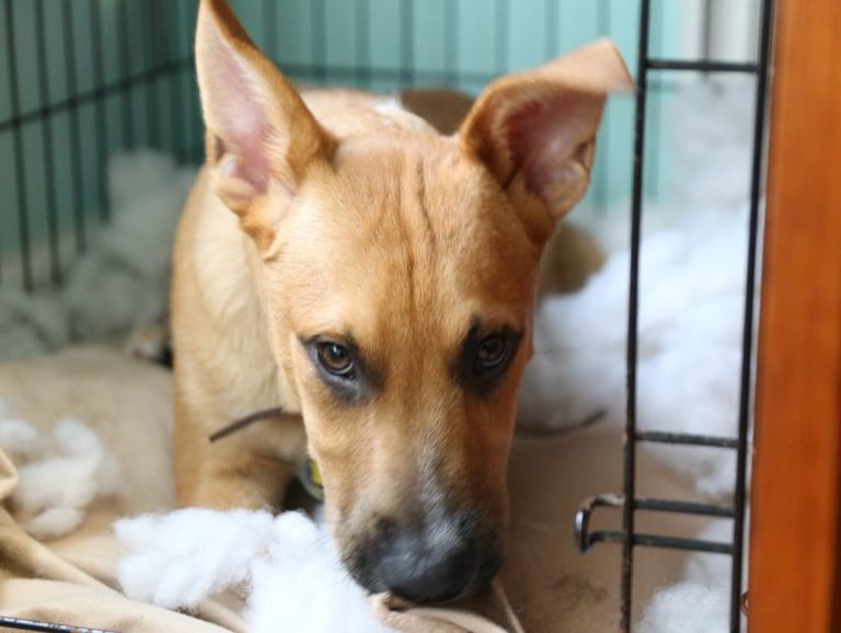 Plastic crate for dog with separation anxiety sale