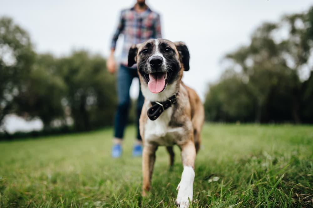 man and dog in park