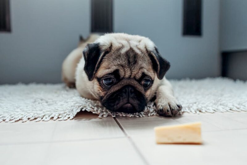Is Cheese Bad for Dogs? Great Pet Care