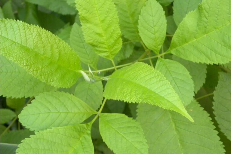 Slippery Elm for Dogs Benefits and Uses Great Pet Care