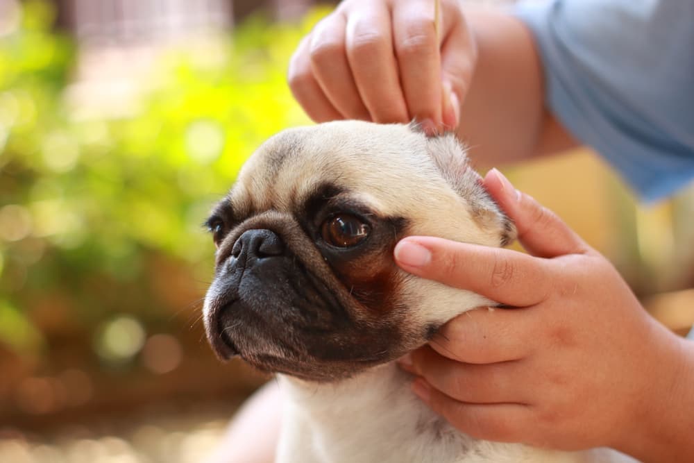 All The Reasons Your Dog S Ears Smell Great Pet Care