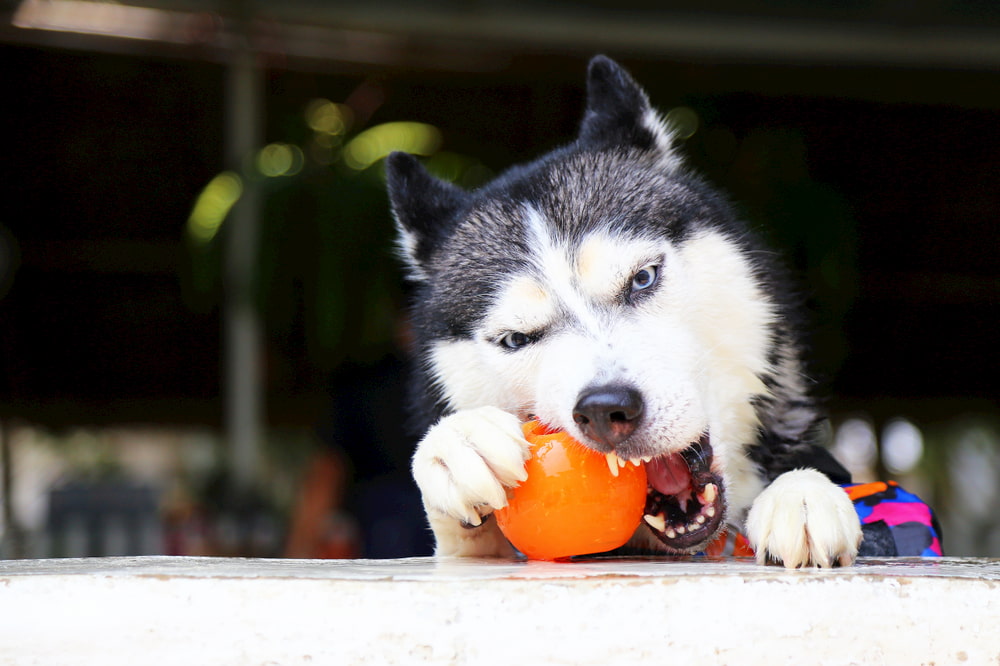 dog chewing on toy