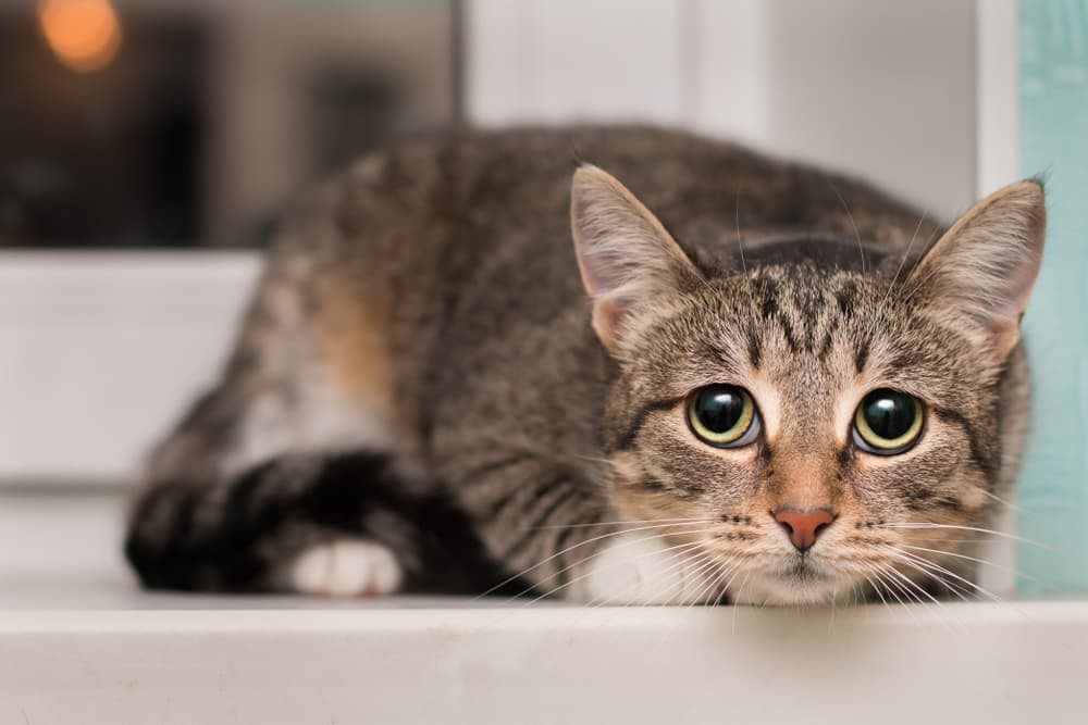 Cat sitting on windowsill looking up with sad eyes