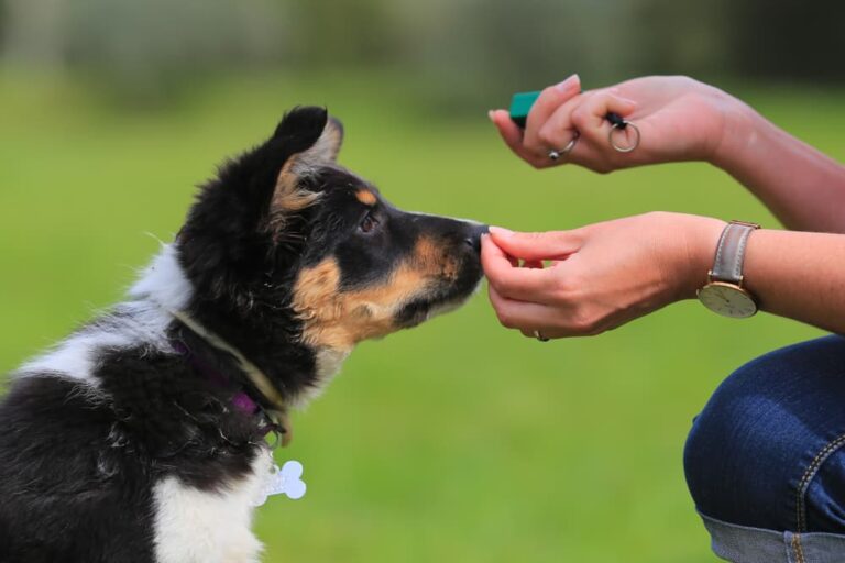 7 Easiest Dog Breeds to Train Great Pet Care