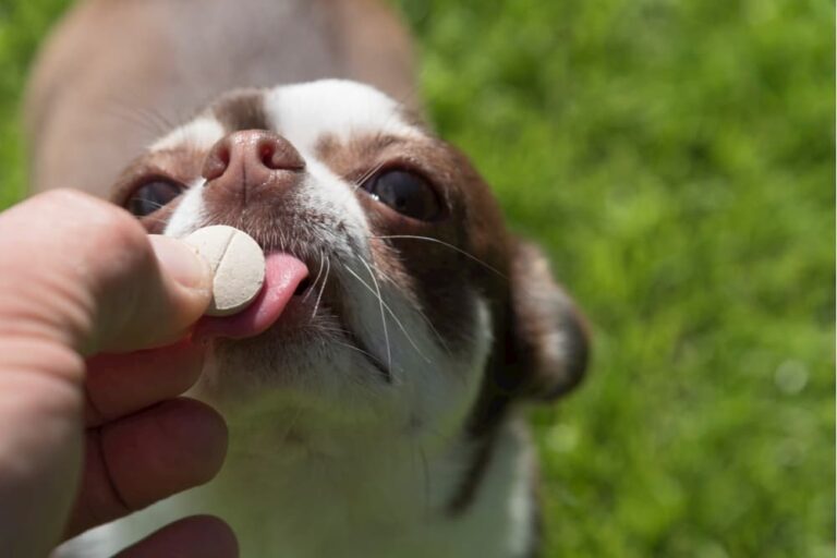 Slippery Elm for Dogs Benefits and Uses Great Pet Care