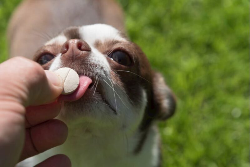 Slippery Elm for Dogs Benefits and Uses Great Pet Care