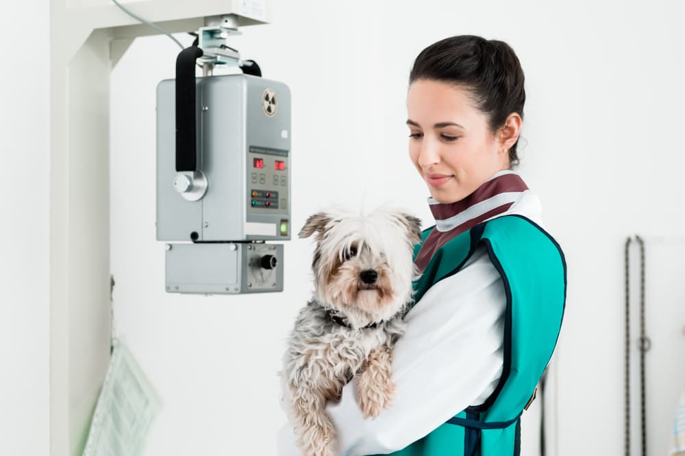 veterinarian prepping for dog x-ray