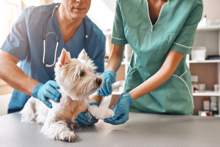 Dog in a pet emergency room