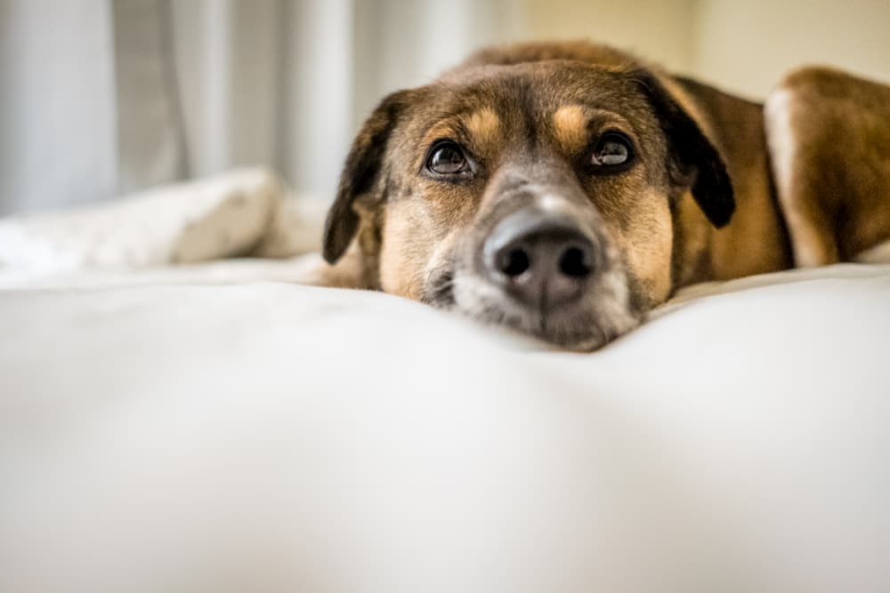 Dog laying on bed looking at camera sweetly