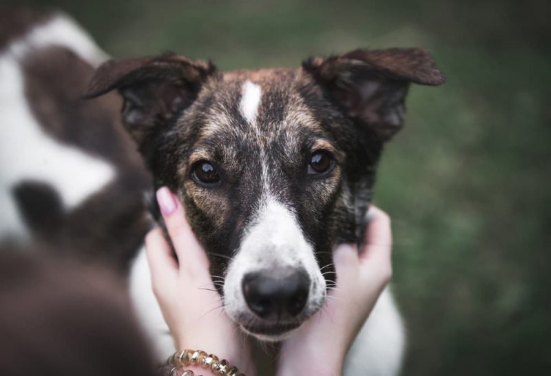 6 Causes of Back Pain in Dogs Great Pet Care