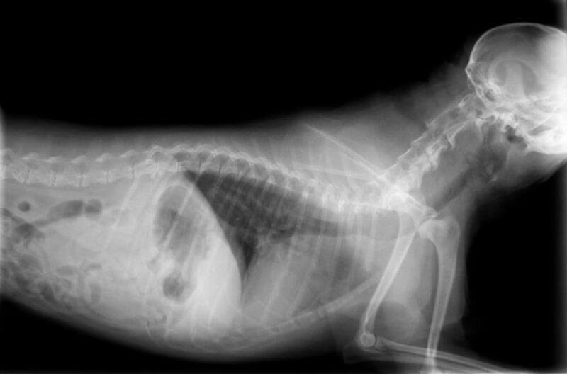Dog XRays Everything You Want to Know Great Pet Care
