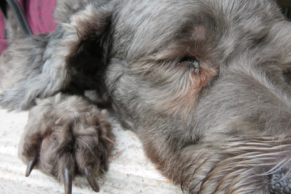 Close up of dog's eye with white mucus