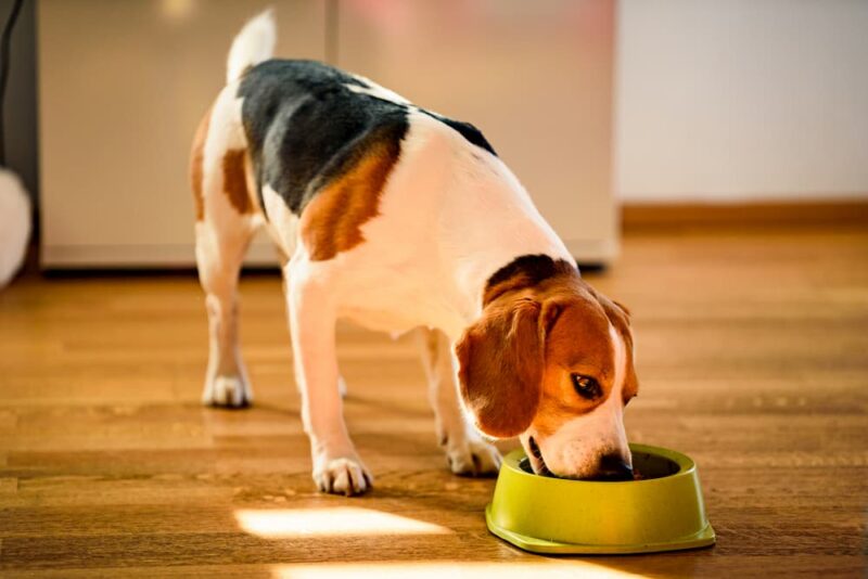 FreezeDried Dog Food The Pros and Cons Great Pet Care