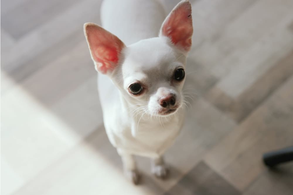 Cute dog looking up at owners looking confused